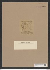 Hyalodiscus radiatus var. maximus Cleve (de-Toni-Nr.: Genus 219, Species 5497) Zeichnungen Sammlung Grunow Nr. 9449 (NHMW-BOT-W0379307)